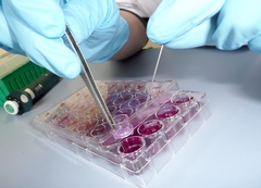 Toxicologie in vitro